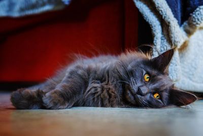 Close-up of cat resting