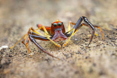 Close-up of grasshopper on the land