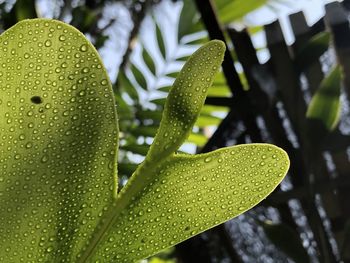 Close-up of wet plant