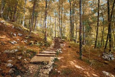 Footpath amidst trees in forest