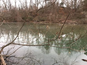 Reflection of bare trees in lake