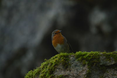 Close-up of bird perching outdoors