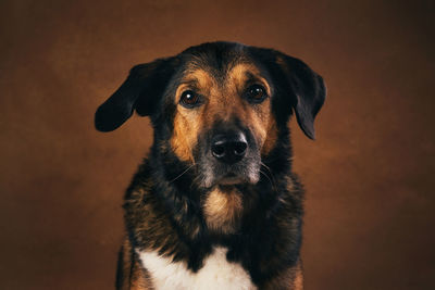 Close-up portrait of dog looking at camera