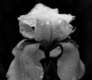 Close-up of wet rose blooming outdoors