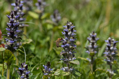 Close-up of purple flowering plant