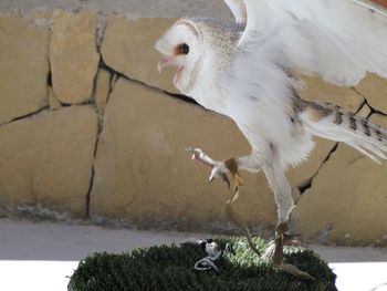 Barn owl raising its wings