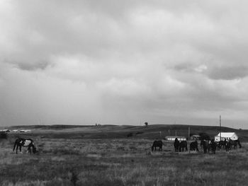 Horses grazing in a field