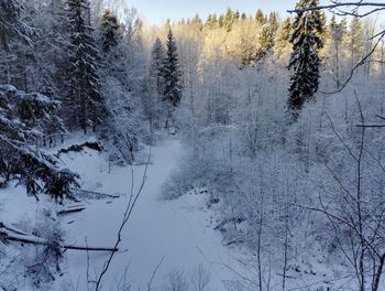 Snow covered trees in forest against sky