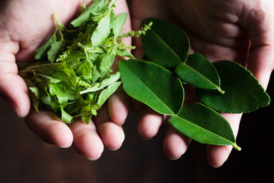 Cropped hands of person holding leaves