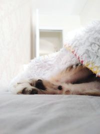 Close-up of a dog sleeping on bed