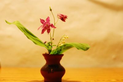 Close-up of red flower