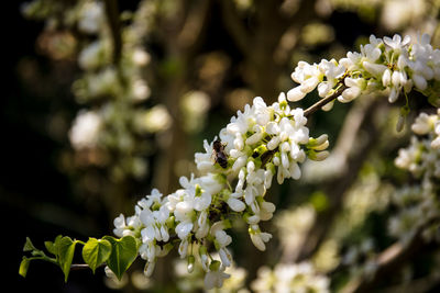 Close-up of white cherry blossoms in spring