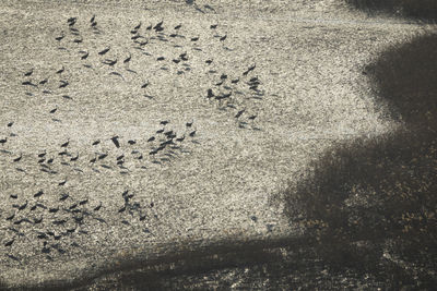 High angle view of footprints on sand