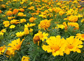 High angle view of yellow flowers on field