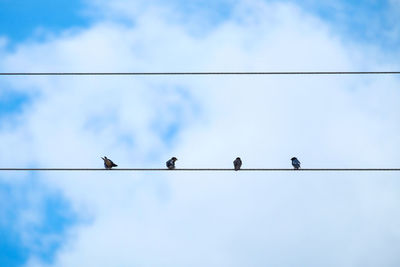 Low angle view of birds perching on cable against sky