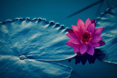 Close-up of water lily blooming outdoors
