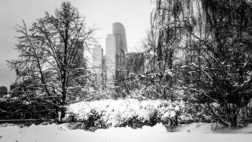Trees on field against sky during winter