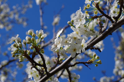 Low angle view of cherry blossom tree