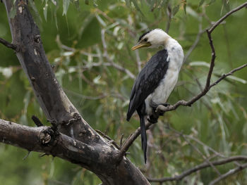 Low angle view of bird perching on tree
