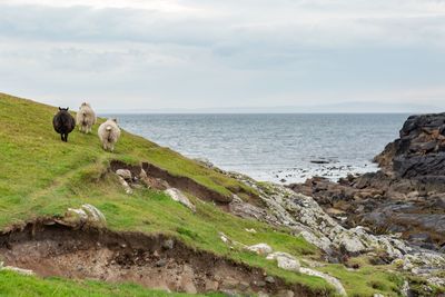 Scenic view of sea with sheep