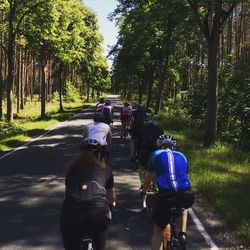 Road passing through trees