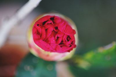 Close-up of pink rose