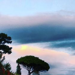 Low angle view of tree against sky