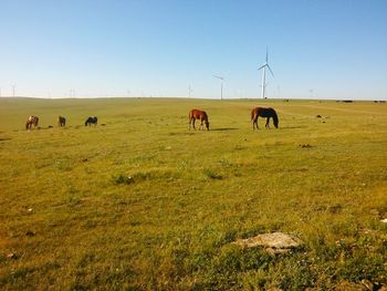 Horses on field against clear sky