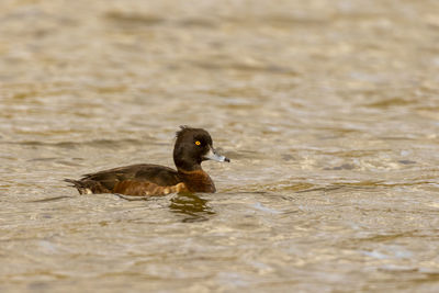 Duck swimming in a lake