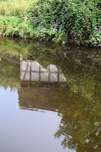 Reflection of trees in lake