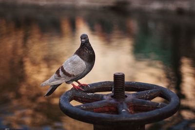 Close-up of pigeon perching on rusty metal
