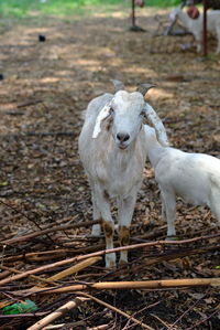 Goat standing in a field