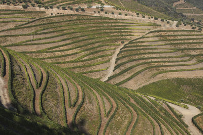 High angle view of rice paddy