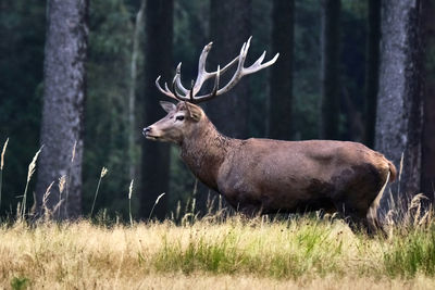 Deer in a forest