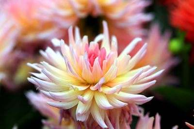 Close-up of pink flower