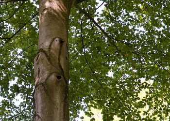 Low angle view of bamboo trees in forest