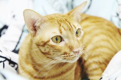 Close-up of a cat looking away