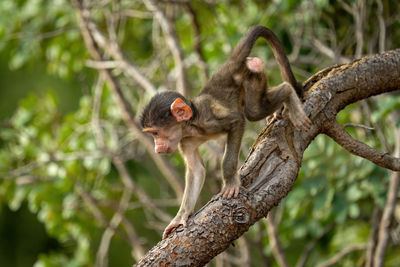 Baby chacma baboon climbs down dead branch