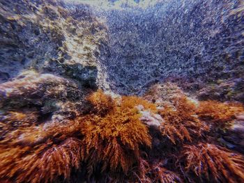 Close-up of coral in sea