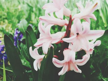 Close-up of flowers blooming outdoors