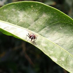 Close-up of insect on leaf