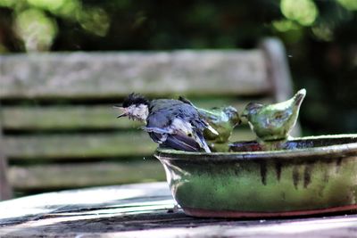 Close-up of bird eating food