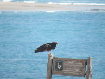 Seagull perching on wooden post