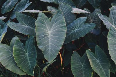 High angle view of leaves on field