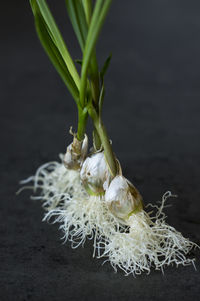 Close-up of fresh white flowers against black background