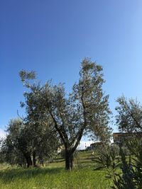 Trees on grassy field against blue sky