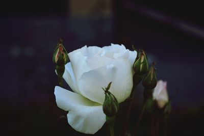 Close-up of rose blooming outdoors