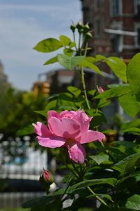 Close-up of pink flower