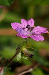 Close-up of insect on purple flower