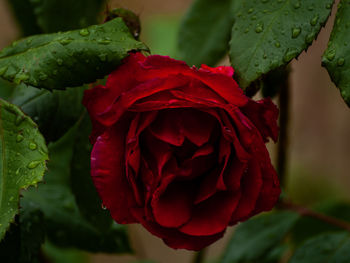 Close-up of red rose